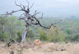 A lioness resting under the shade of an acacia tree in the savanna.