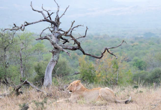 Close-up of a lion resting under an acacia tree in the Kenyan savannah.