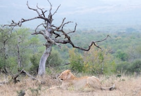 A lioness rests on a patch of dry grass in the savanna, positioned next to a gnarled and leafless tree. The background features a lush, hilly landscape with various shades of green, indicating a dense forest or jungle. The atmosphere is serene and natural.