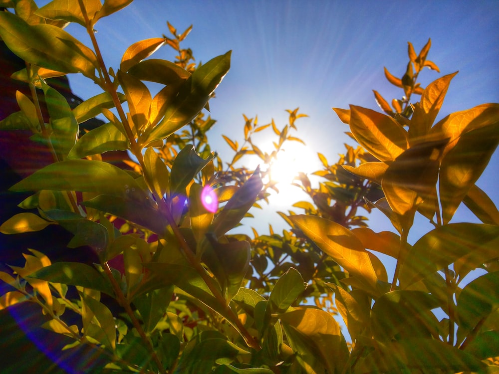 down-angle photography of sunlight piercing through leaves