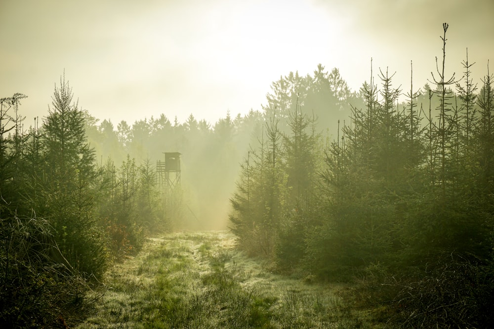 aerial photography of pine trees during daytime