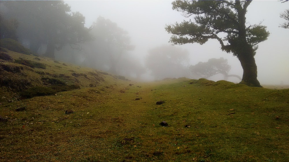 Campo de hierba verde rodeado de niebla