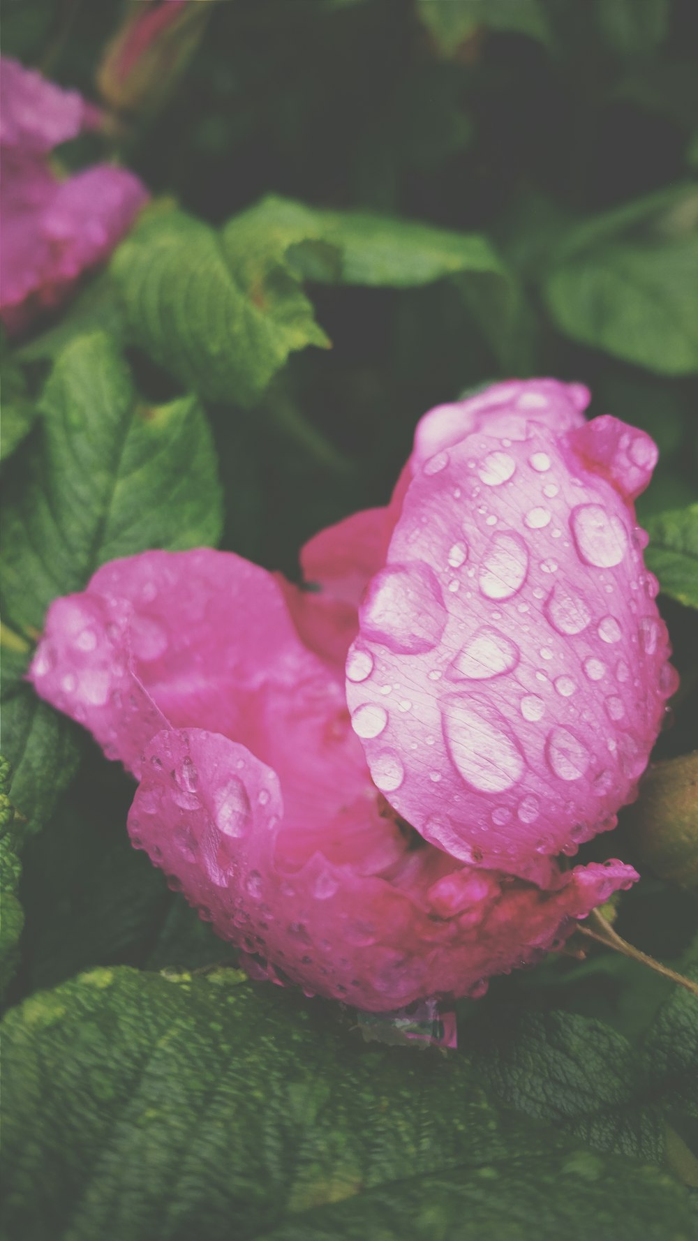 closeup photo of purple petaled flower