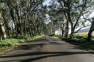 gray road beside trees during daytime