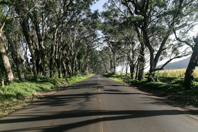 gray road beside trees during daytime