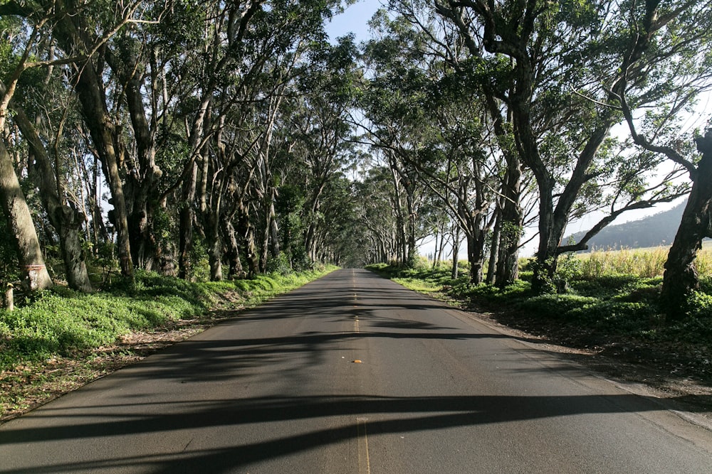 Carretera gris junto a los árboles durante el día