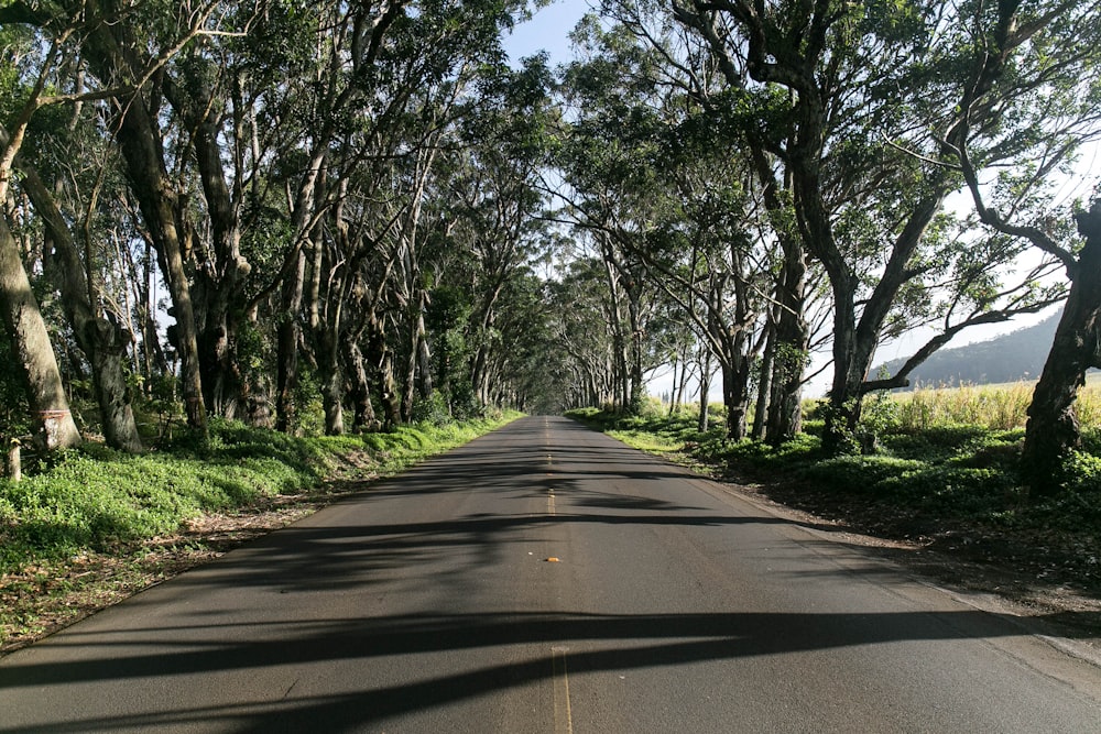 strada grigia accanto agli alberi durante il giorno