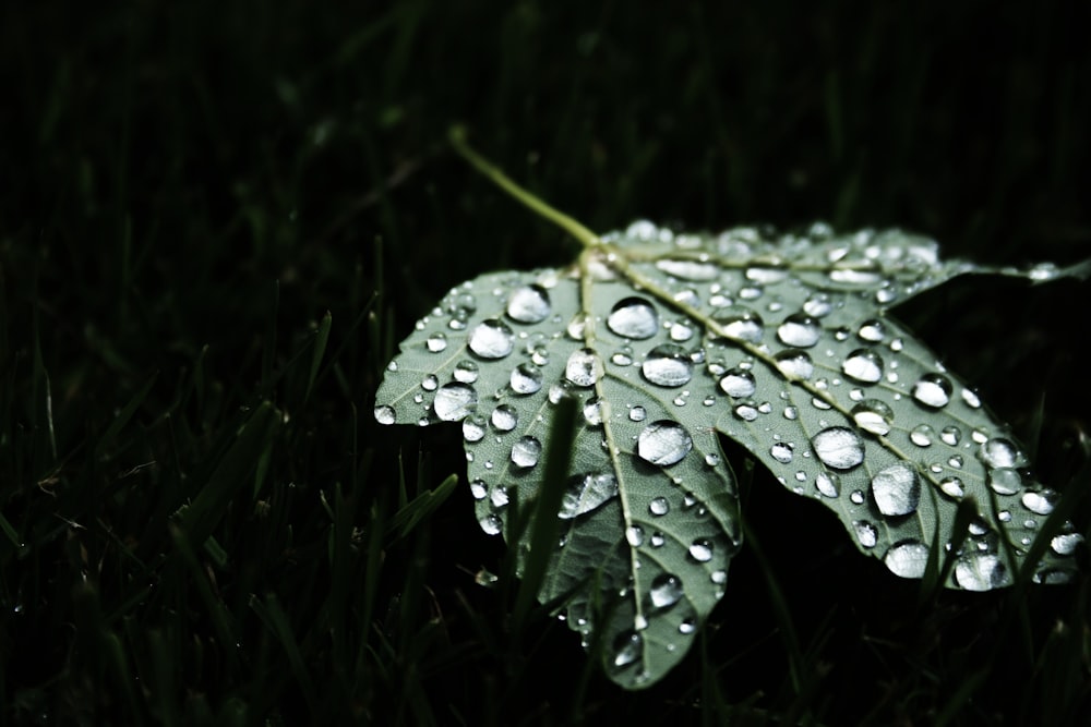 shallow focus photography of green leaf