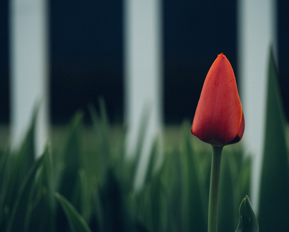 selective focus photography of red tulip flower