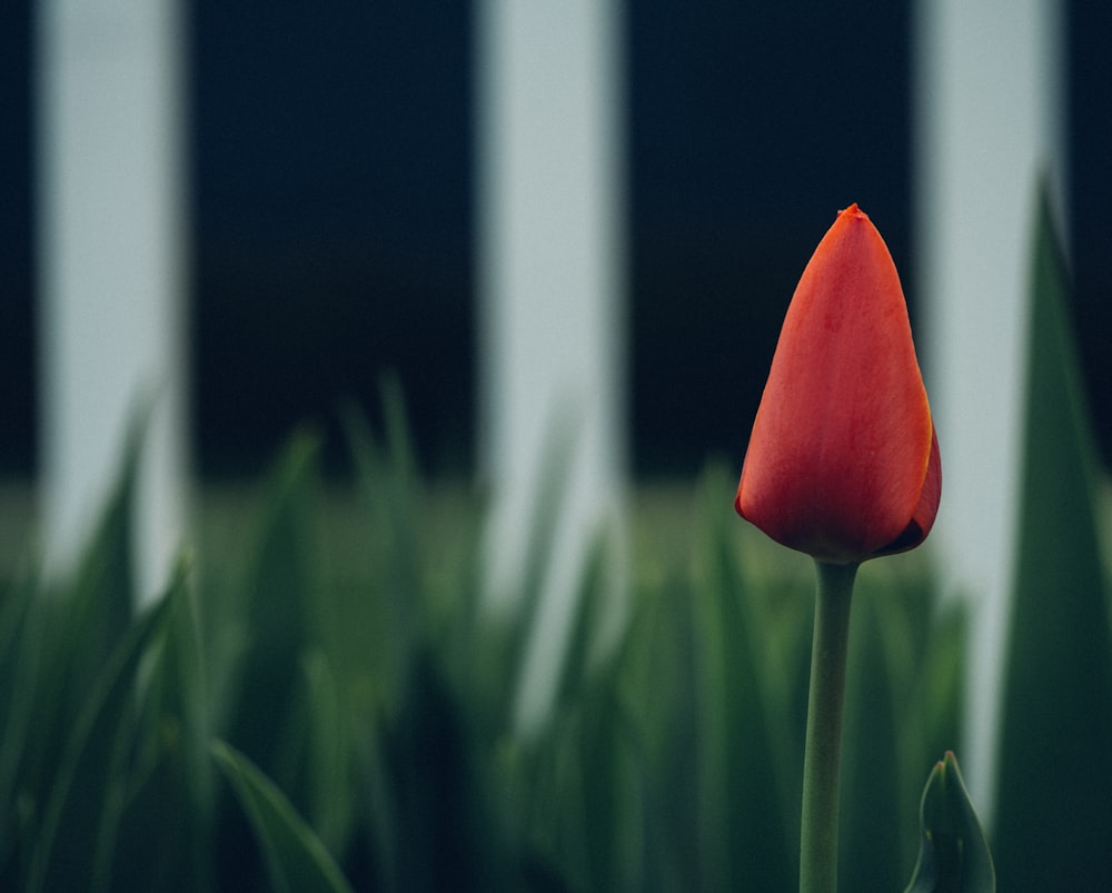 빨간 튤립 꽃의 선택적 초점 사진