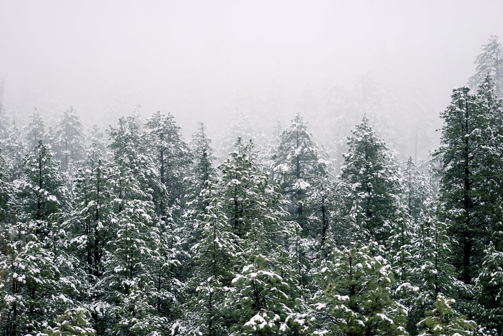 pine trees covered by snow