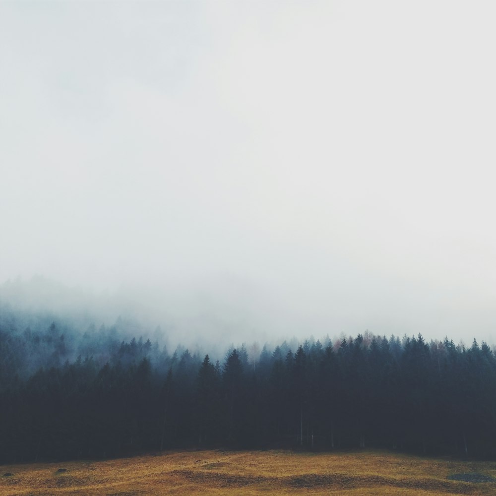 fotografia di paesaggio di pini