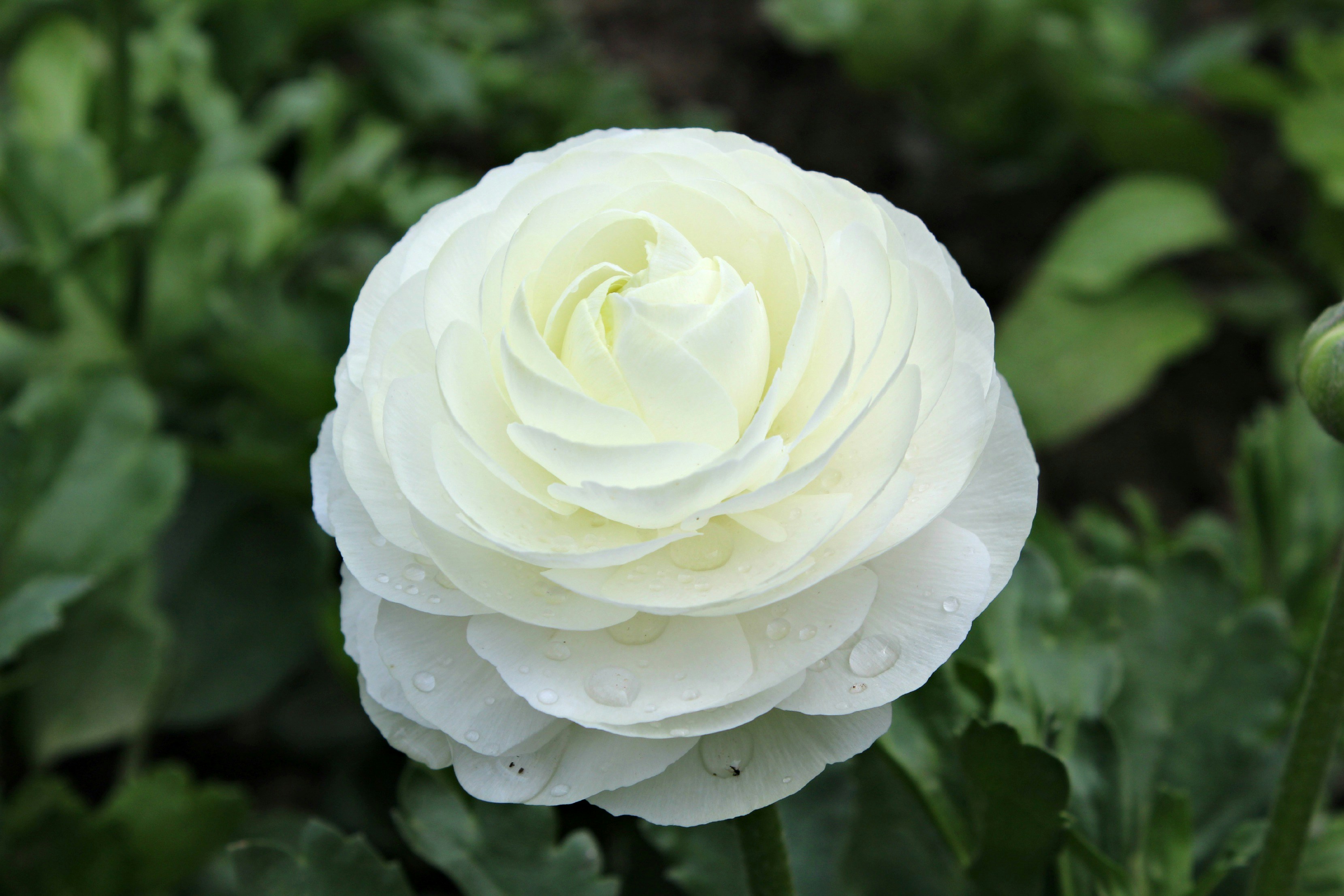 Free Unsplash photo from Furqan Farukh