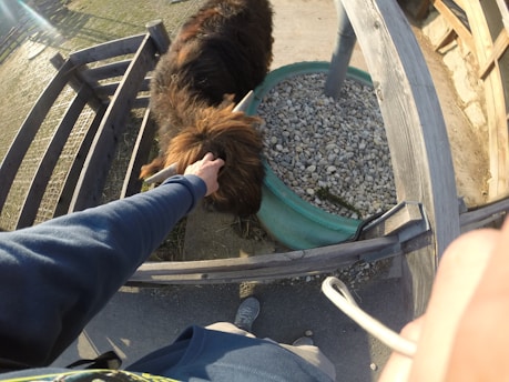 A person is petting a fluffy, dark-colored animal, possibly a goat or sheep, through a wooden fence. The setting appears to be outdoors with a gravel area inside a large circular container. The person is wearing a dark sleeve and light-colored shoes.
