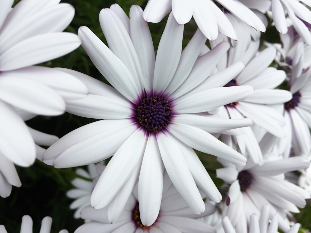 Geschlossenes Foto einer weißblättrigen Blume