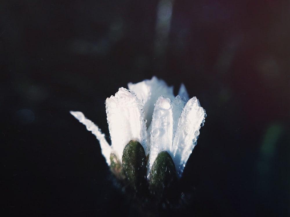 white flower with rain drops