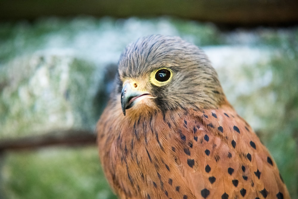 Foto de enfoque selectivo de pájaro marrón y negro