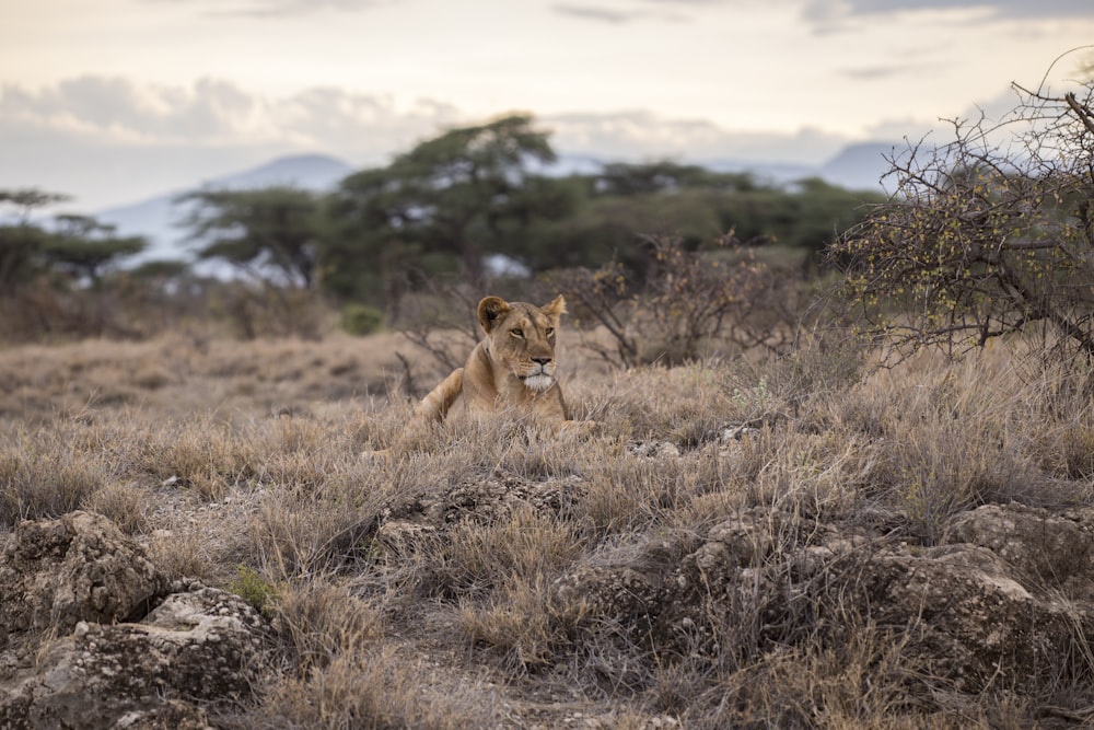 lion sur le champ d’herbe