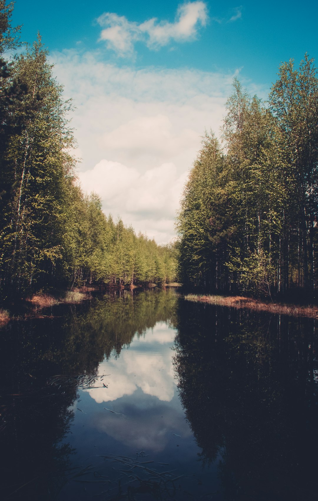 Serene view of a calm stream in the middle of the forest