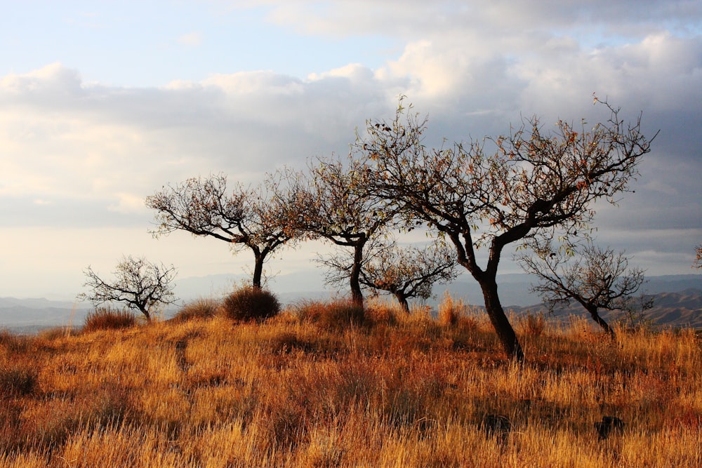 árboles negros en el campo de hierba marrón bajo el cielo nublado blanco durante el día