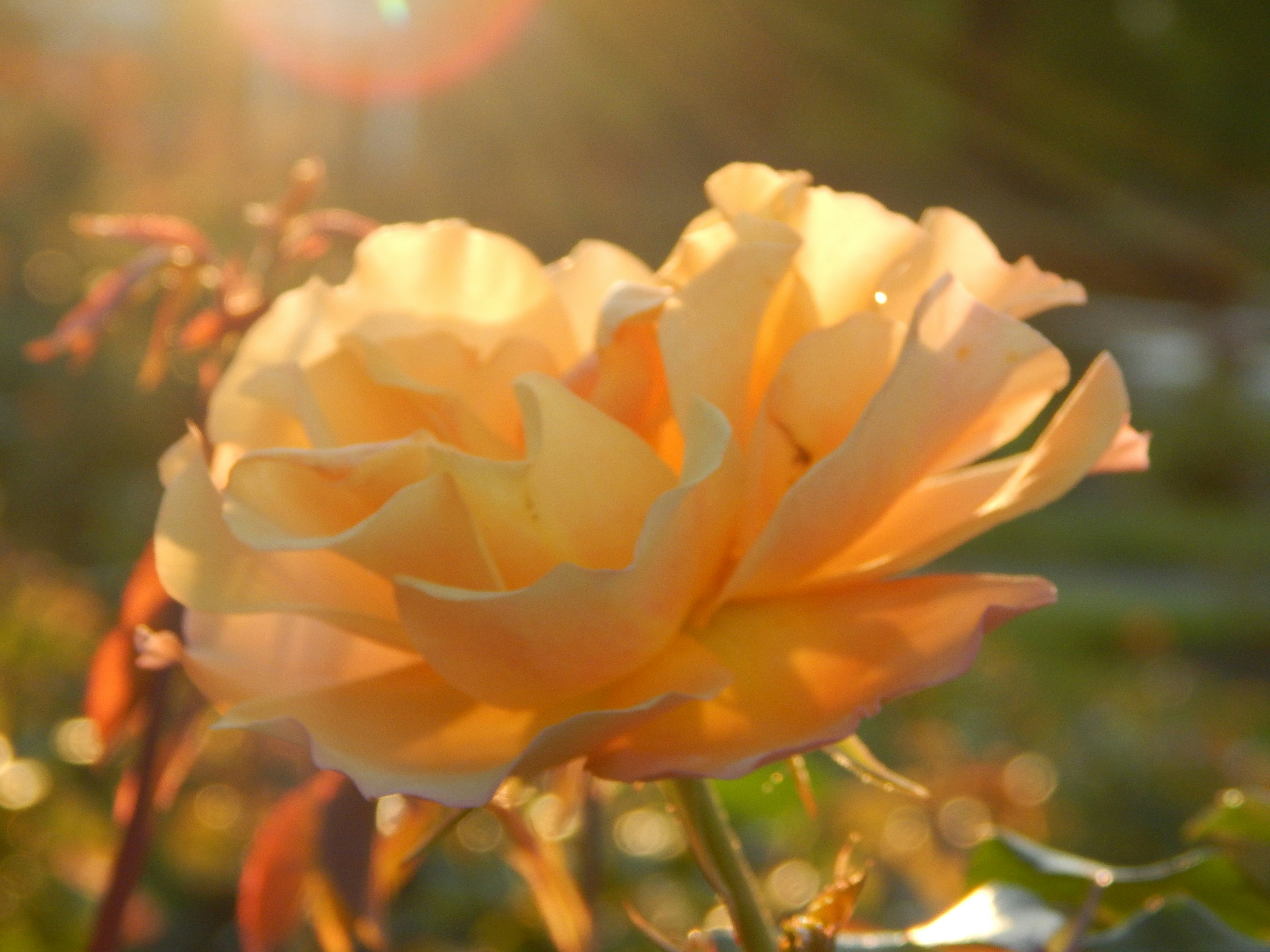 Free Unsplash photo from Janalee Walter