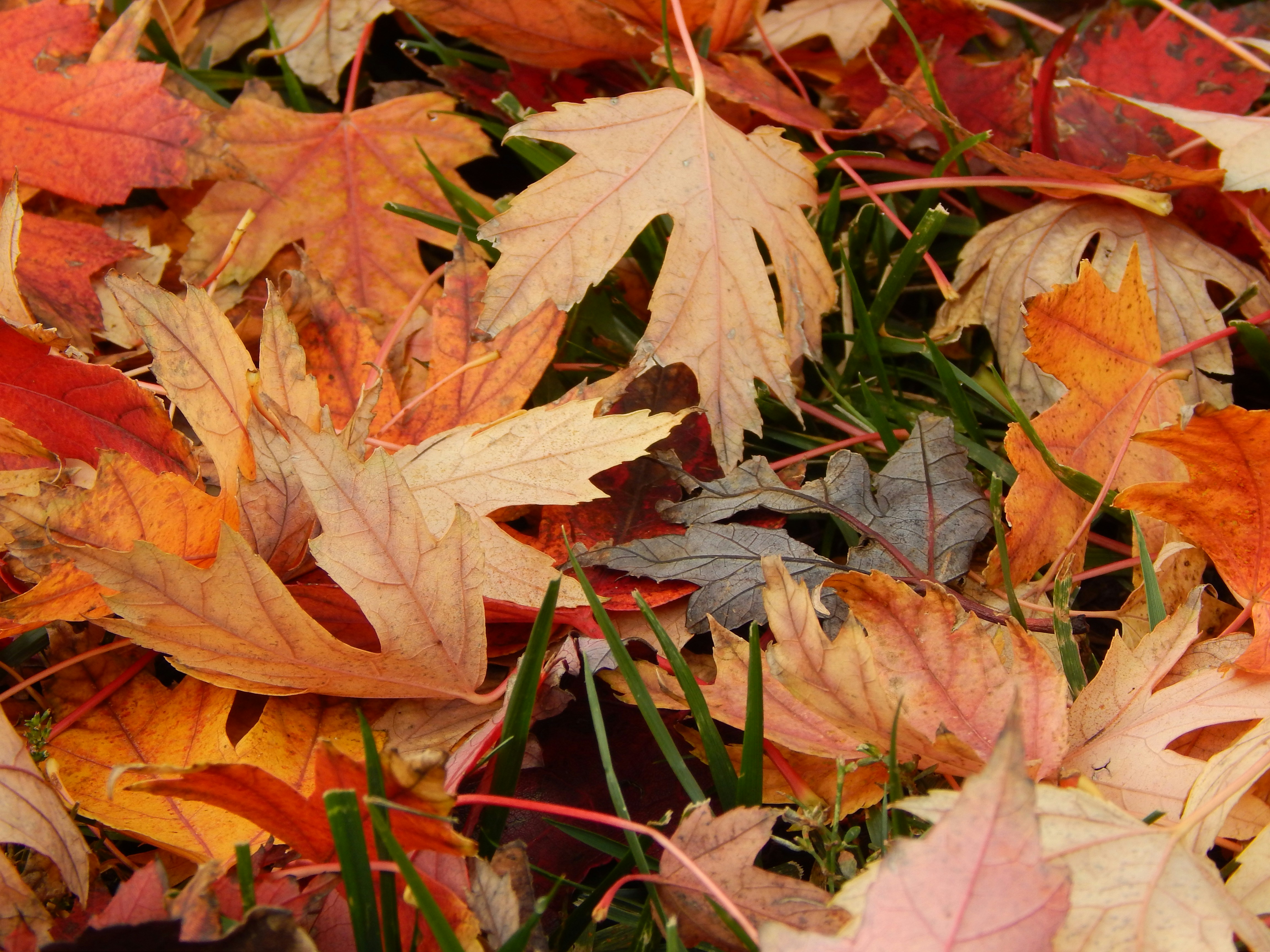 Free Unsplash photo from Janalee Walter