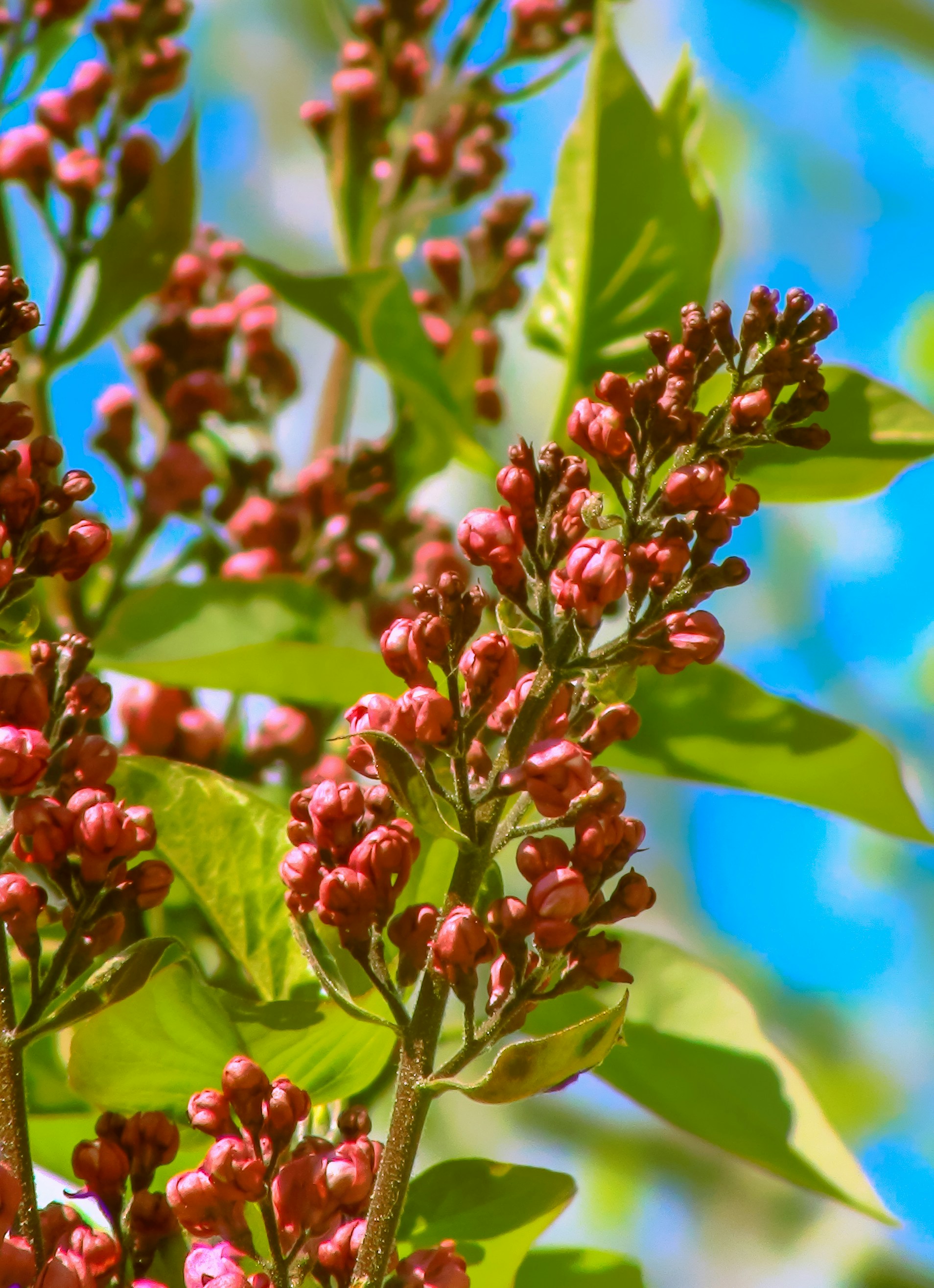 Free Unsplash photo from Elena Ilyinskaya