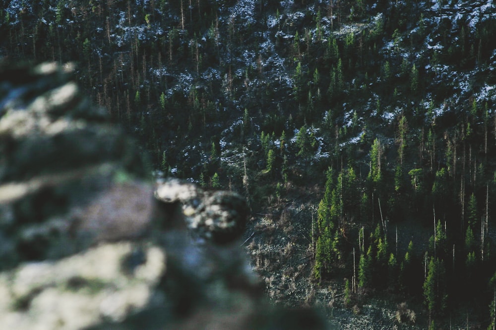 top view photo of green pine tree forest