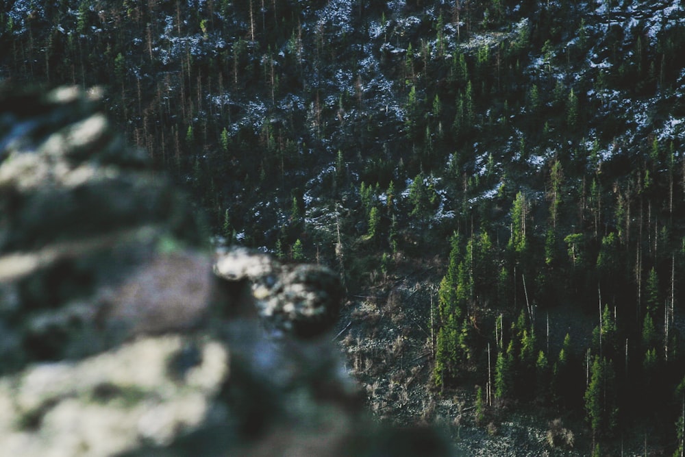 グリーンパインツリーの森の上面写真