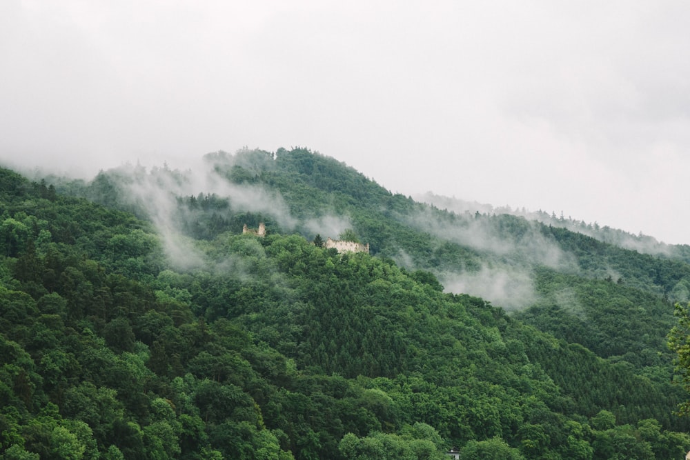 landscape photography of forest during cloudy day