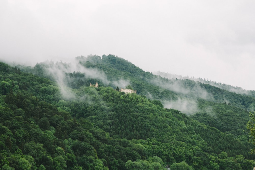 Fotografia de paisagem da floresta durante o dia nublado