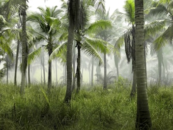 coconut trees in forest covered with mist at daytime