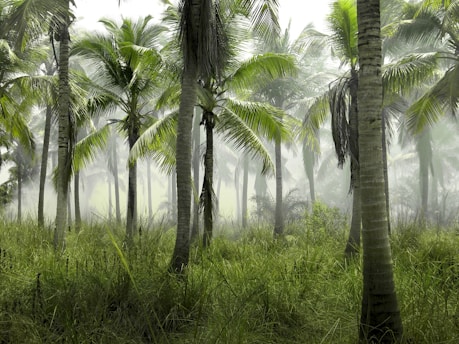 coconut trees in forest covered with mist at daytime