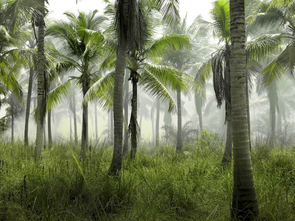 Kokospalmen im Wald, der tagsüber mit Nebel bedeckt ist