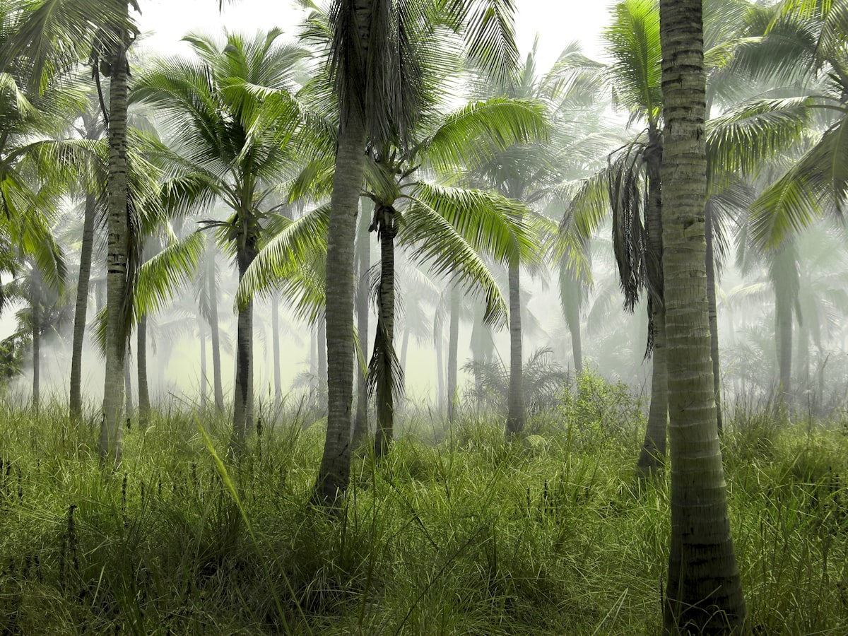 Tropischer Regenwald — Entwaldungsrisiko
