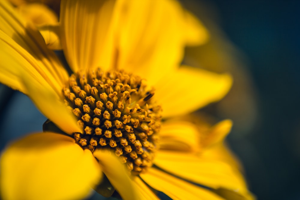 Nahaufnahme der gelben Blume auf der Blüte mit selektivem Fokus