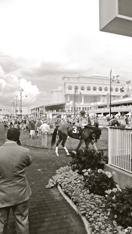 An early morning scene at a horse stable with horses preparing for a race.