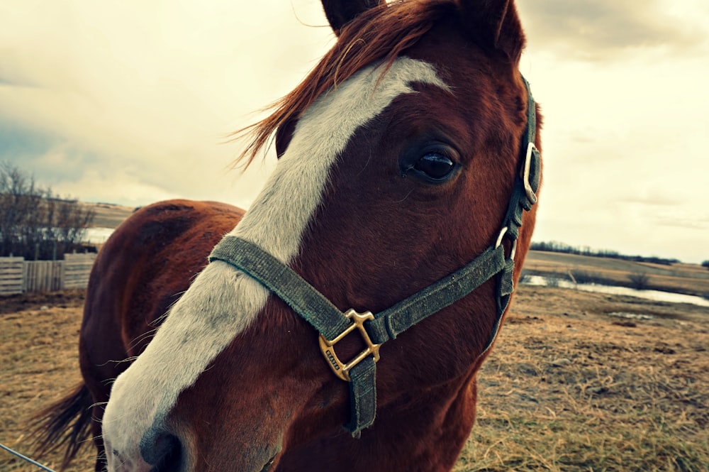 brown and white horse on grass field