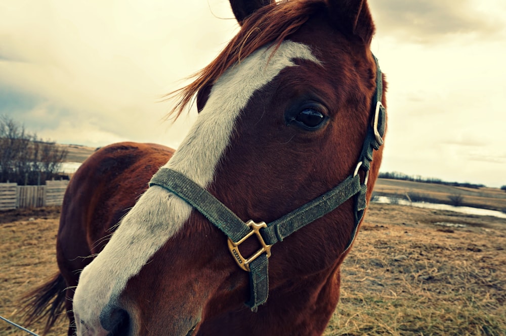 Cavalo marrom e branco no campo de grama