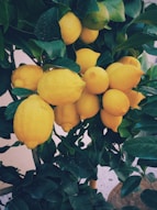 bunch of yellow lemon