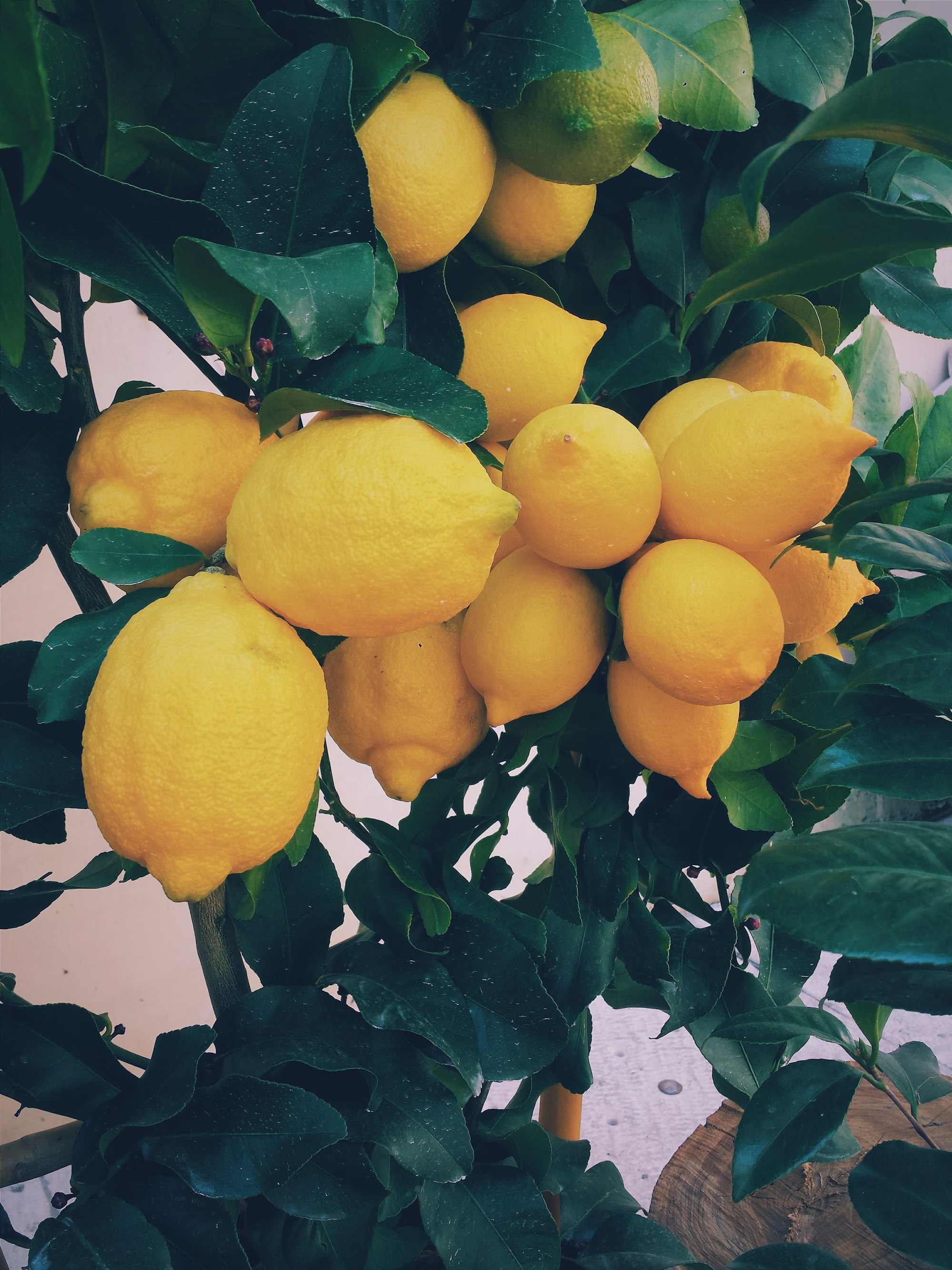 Just a yellow lemon tree