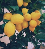 bunch of yellow lemon