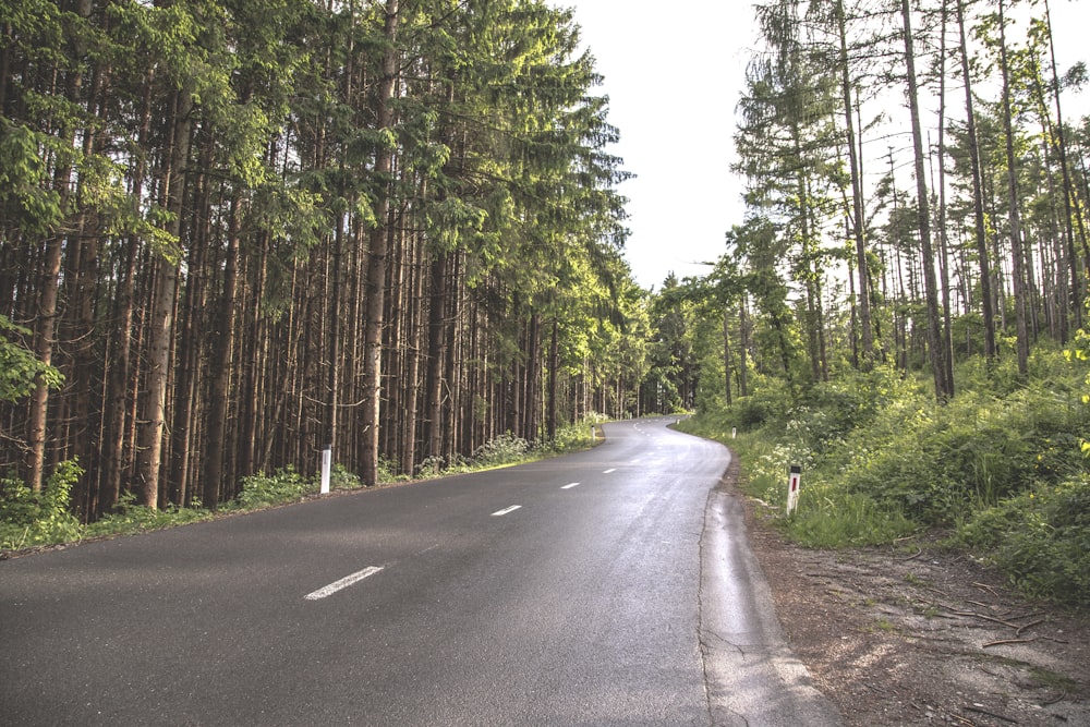 gray concrete road between green trees during daytime