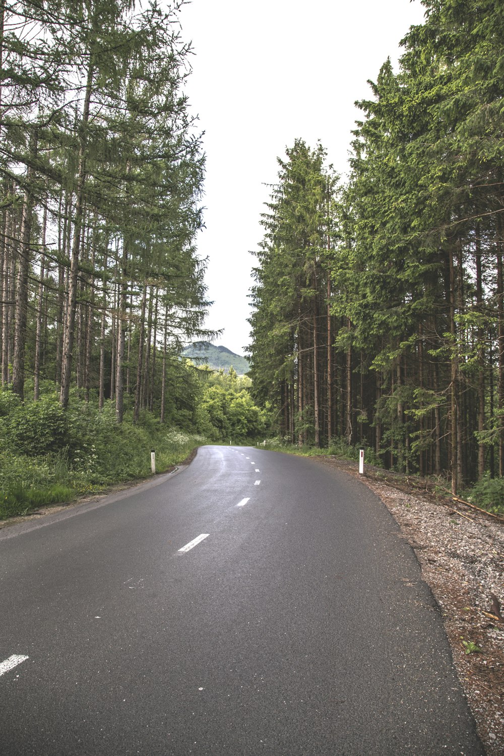 gray concrete road between green trees during daytime