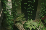 A lush courtyard is filled with various types of green foliage, including large tropical leaves and cascading vines. The plants cover ornate tiled flooring, and there is a hint of architecture visible with a dark door and patterned tiles on the wall.