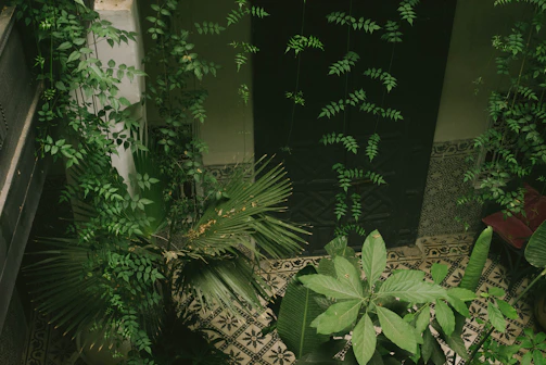 A lush courtyard is filled with various types of green foliage, including large tropical leaves and cascading vines. The plants cover ornate tiled flooring, and there is a hint of architecture visible with a dark door and patterned tiles on the wall.