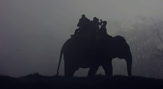 silhouette of people riding elephant