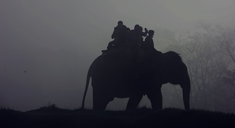 silhouette of people riding elephant
