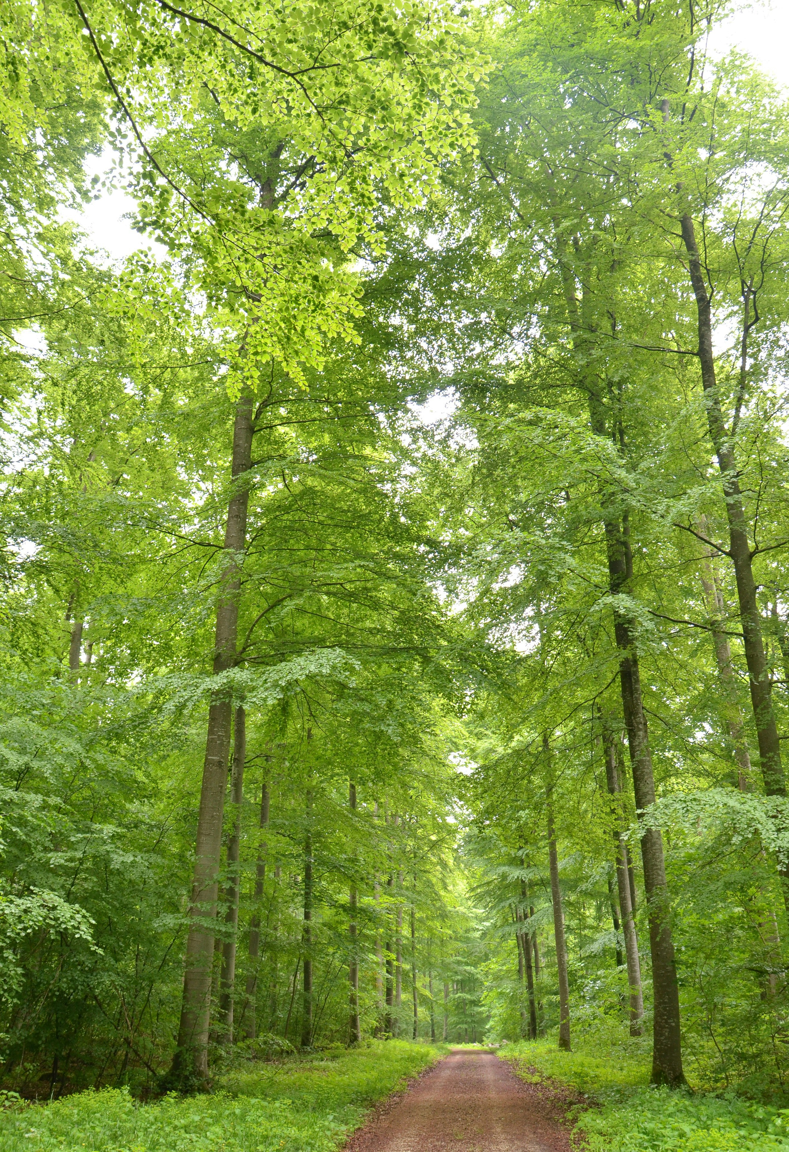 Free Unsplash photo from Stefan Wolpert