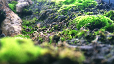 Close-up of a vibrant forest floor teeming with tiny insects and moss, highlighting the intricate ecosystem beneath our feet.